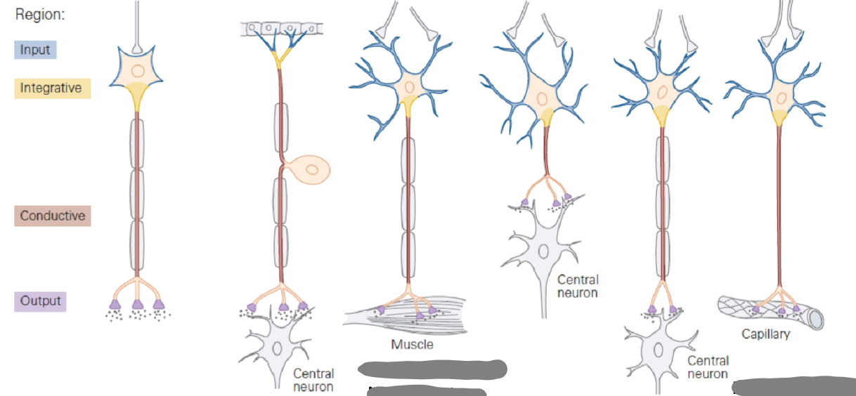 Funktionelle Klassifikation von Neuronen