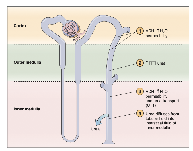 <p>Cortical and outer medullary collecting ducts: ADH increases water permeability but NOT urea permeability --&gt; water is absorbed but urea remains --&gt; urea increase</p><p>Inner medullary collecting ducts: ADH increases water permeability &amp; facilitated diffusion of urea (UT1) --&gt; helps maintain gradient</p>