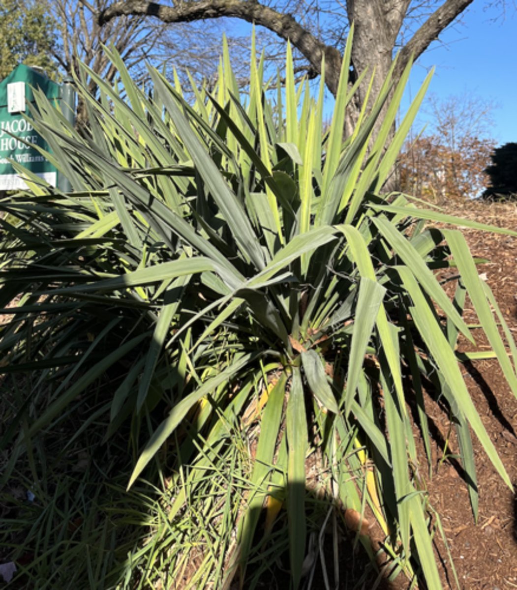 <p>bent yucca</p>