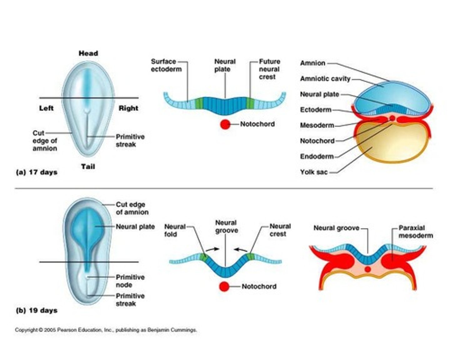<p>Ectoderm forms brain and spinal cord.</p>