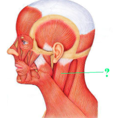 <p><span>Identify the indicated muscle.</span></p>