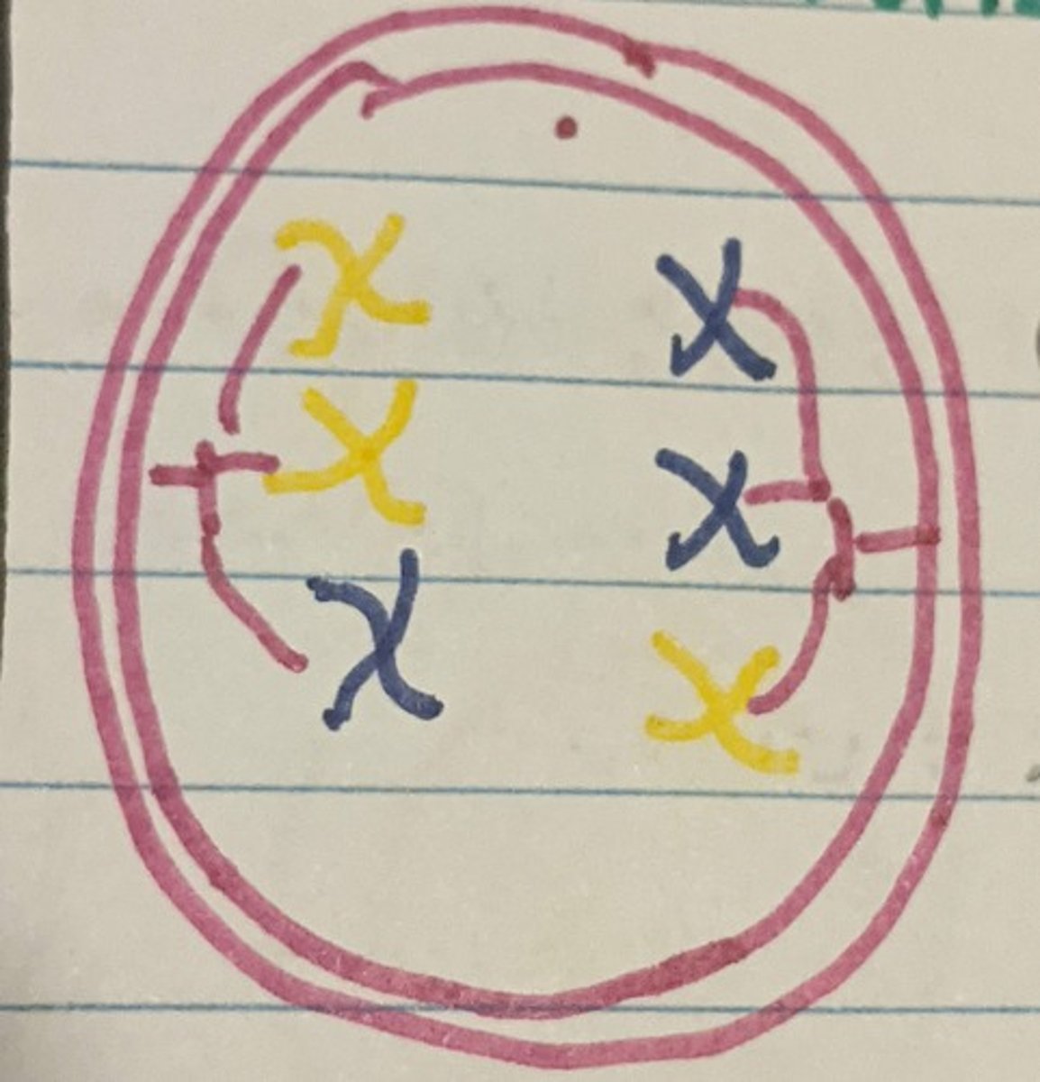 <p>Chromosomes are pulled apart towards separate ends of a pole.</p>