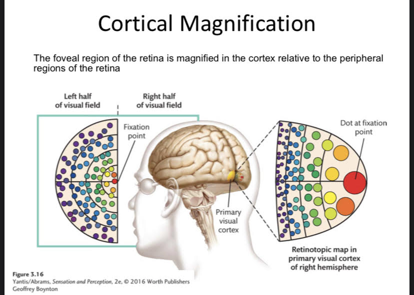 <p>More space dedicated to foveal RF. The foveal region of the retina is magnified in the cortex relative to the peripheral regions of the retina.</p>