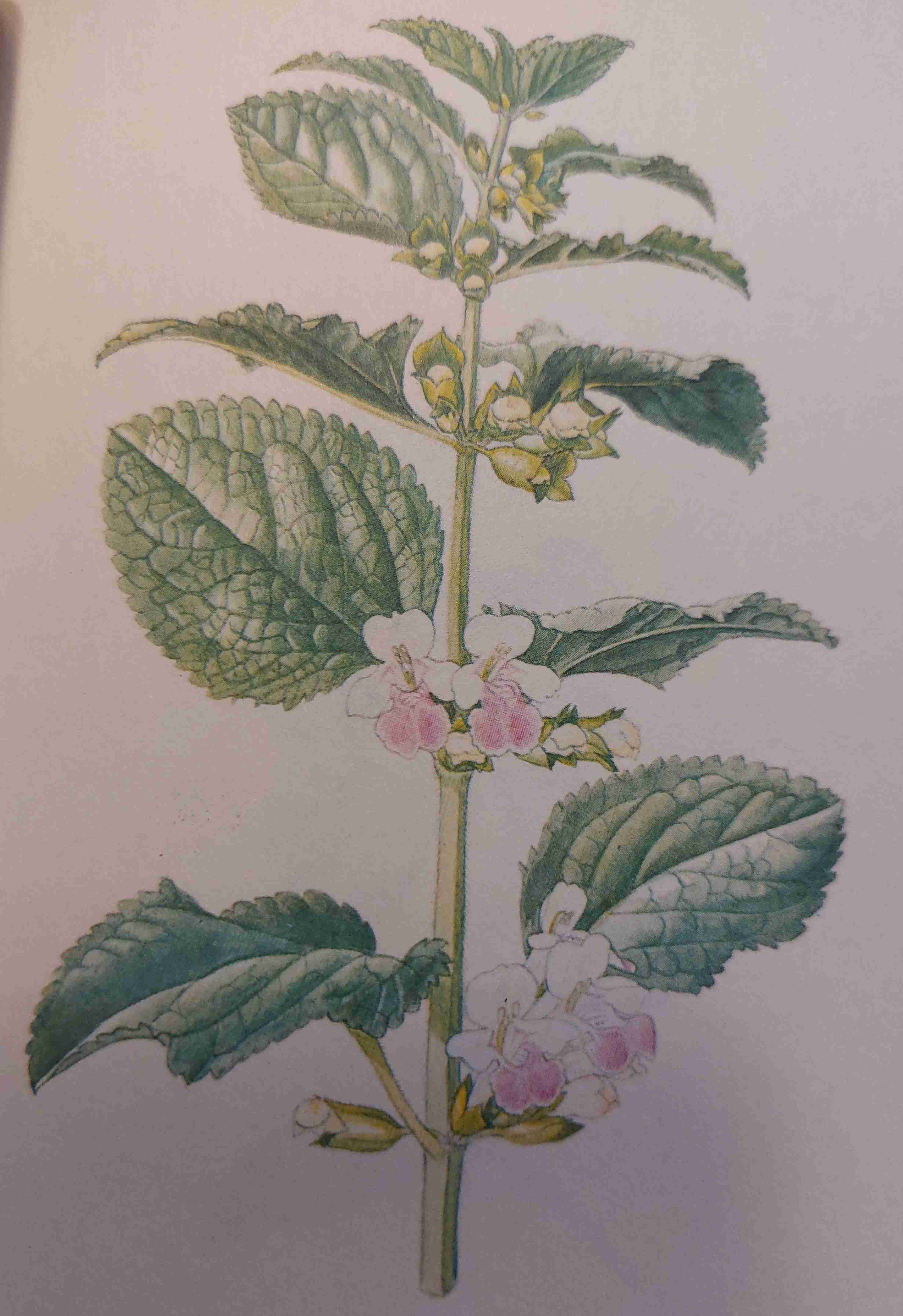 <p>sucho až středně vlhko, oligotrofně mezotrofní, polostín</p>