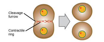 <p>a cleavage furrow forms as a constricting belt of actin filaments slides past one another, pinching the cell into two.</p>