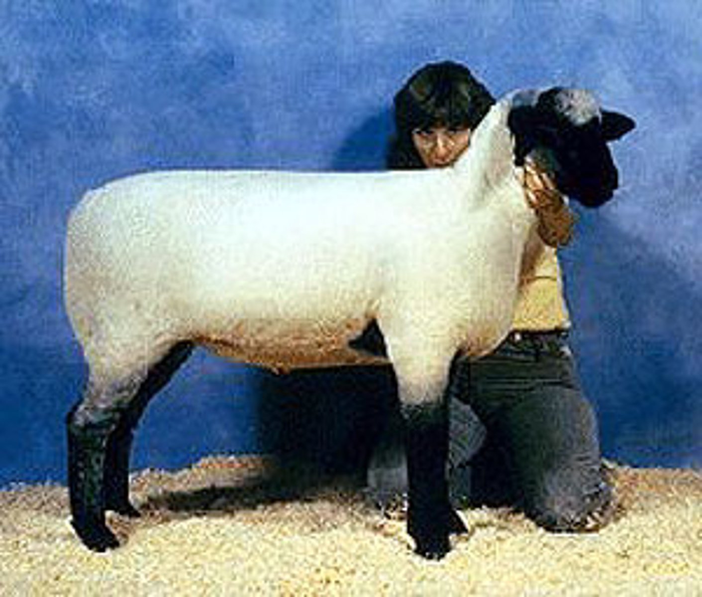<p>- Paternal, white face breed, with a large body</p><p>- Usually polled</p><p>- Originated in the southern part of England</p>