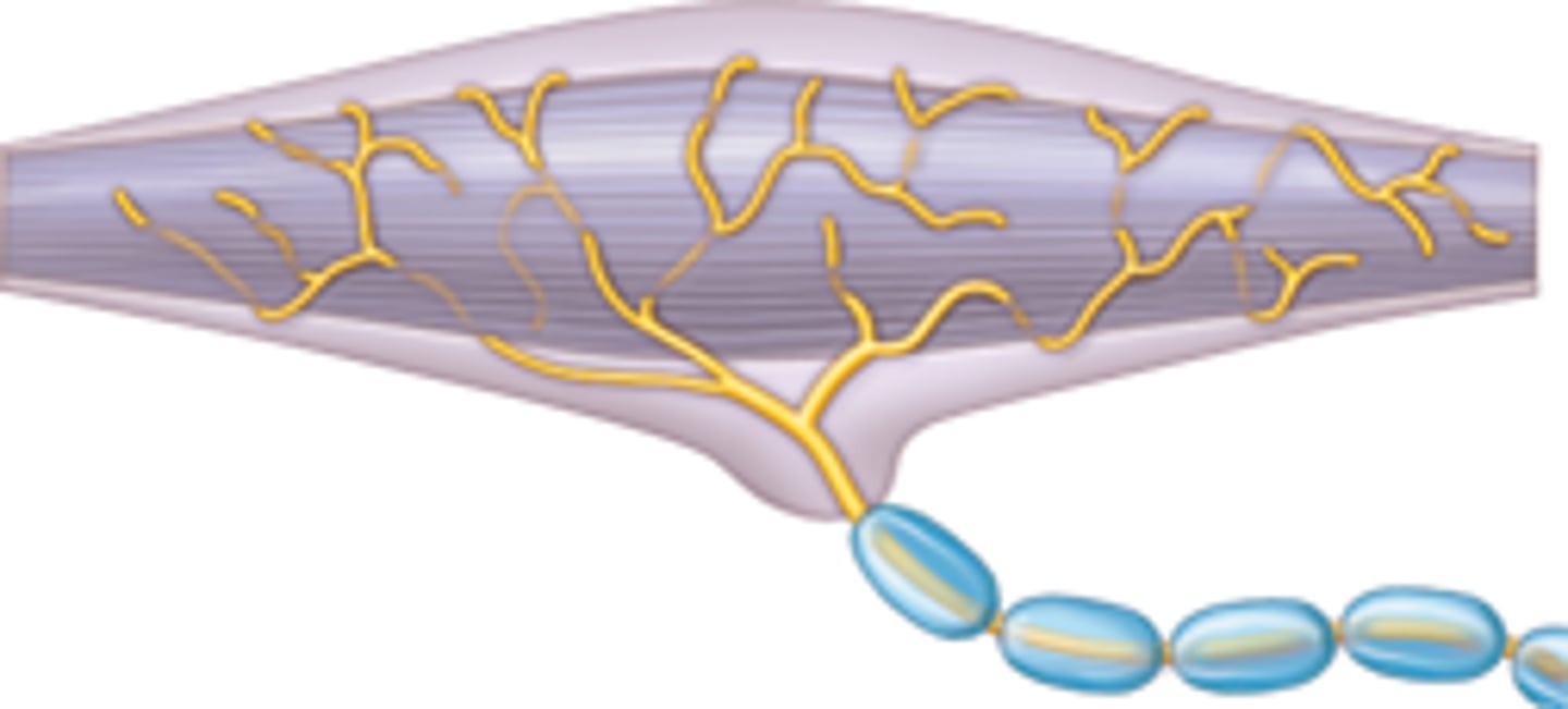 <p>Stretch/persistent pressure (e.g., joints, ligaments).</p>