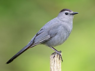 <p>Gray Catbird</p>