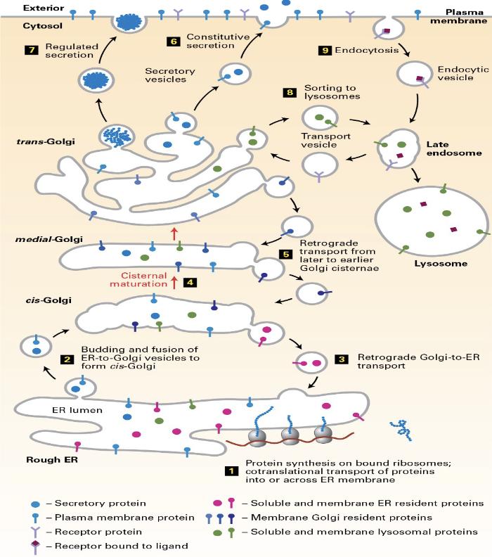 <ul><li><p><span><span>a cellular process that synthesizes, folds, and transports proteins for secretion outside the cell or delivery to specific organelles</span></span></p></li><li><p><span><span>involves the movement of proteins from the endoplasmic reticulum (ER) to the Golgi apparatus, and  to other locations</span></span></p></li></ul><p></p>
