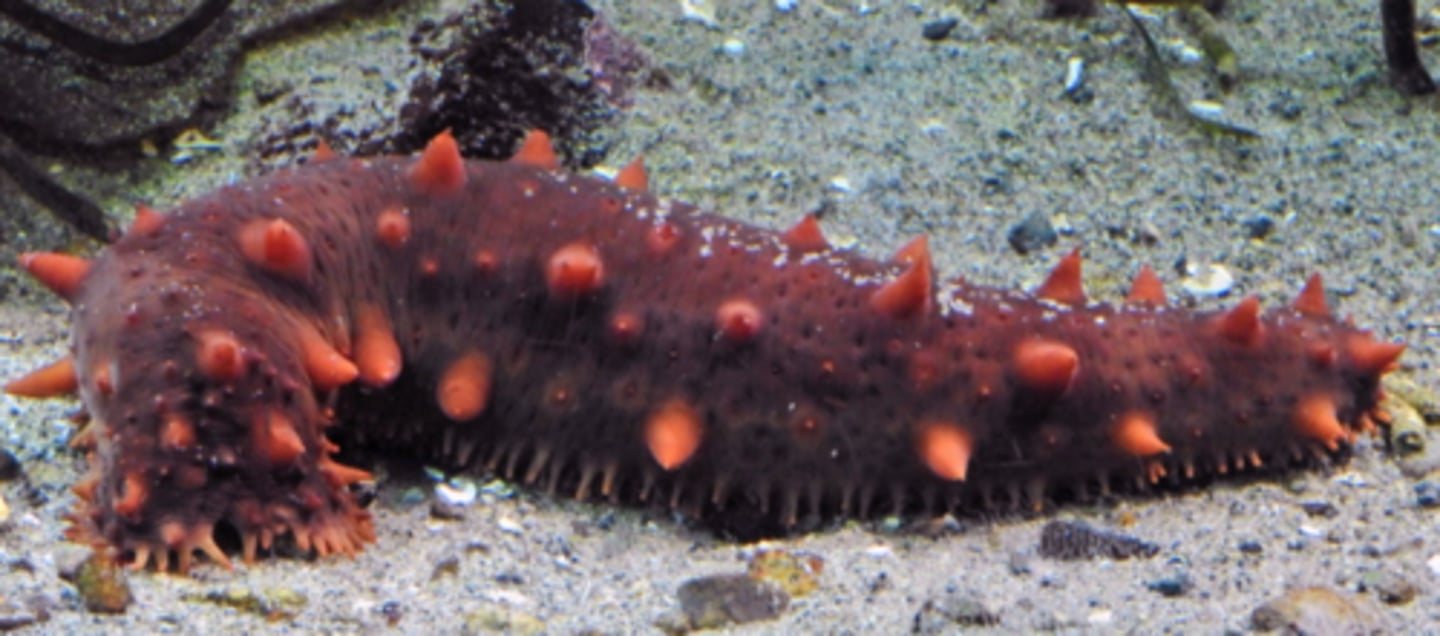 <p>What group does the above animal belong to?</p>