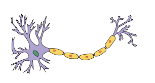 <p>Label this neuron and which way the signal flows</p>