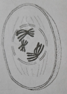 <p>- Cell is 2N</p><p>- Chromosomes condense</p><p>- Sinapsis occurs</p><p>- Crossing over occurs</p><p>- Tetrads are formed</p>