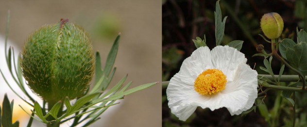 <p>sepals appressed-hairy; peduncle ± bristly at top; petals 40-80 mm; leaf 3-10cm</p>
