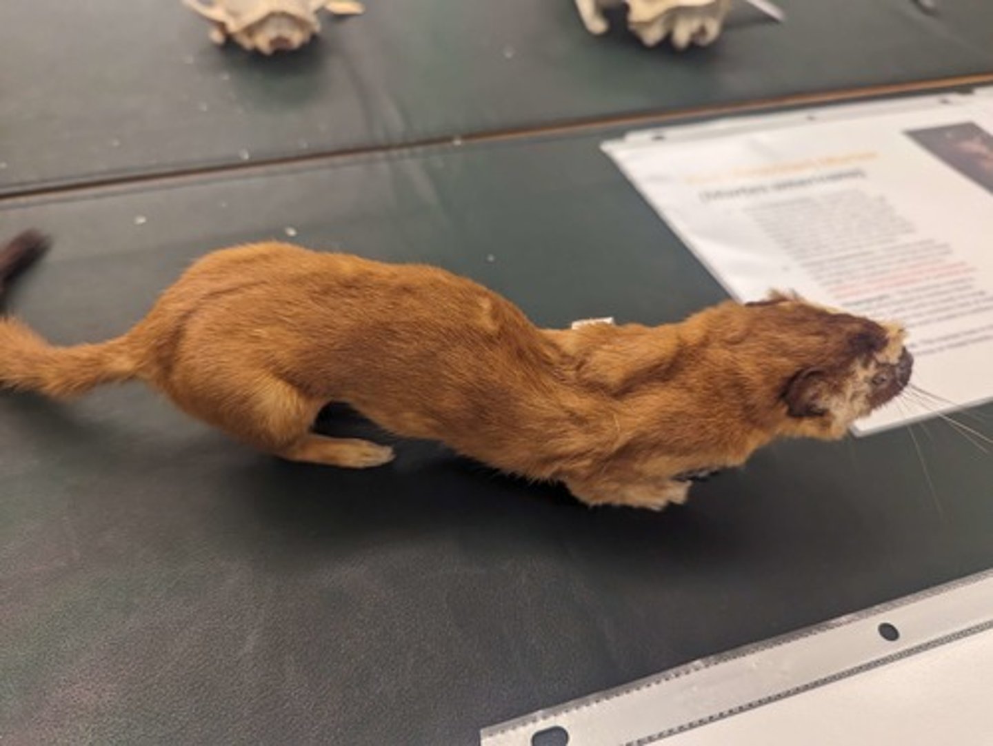 <p>What animal is this?</p>