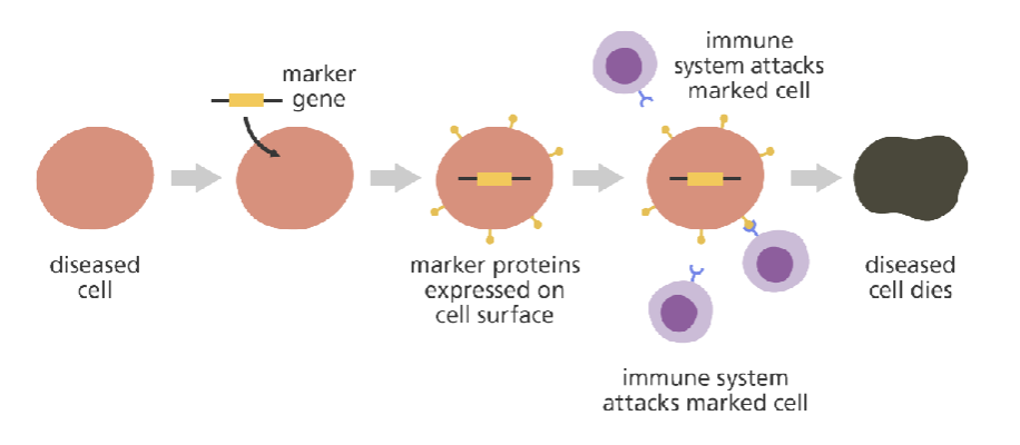 <p>______ gene therapy: causes expression of a protein that marks the cells so that the <strong>diseased cells are attacked by the body’s natural immune system.</strong></p>