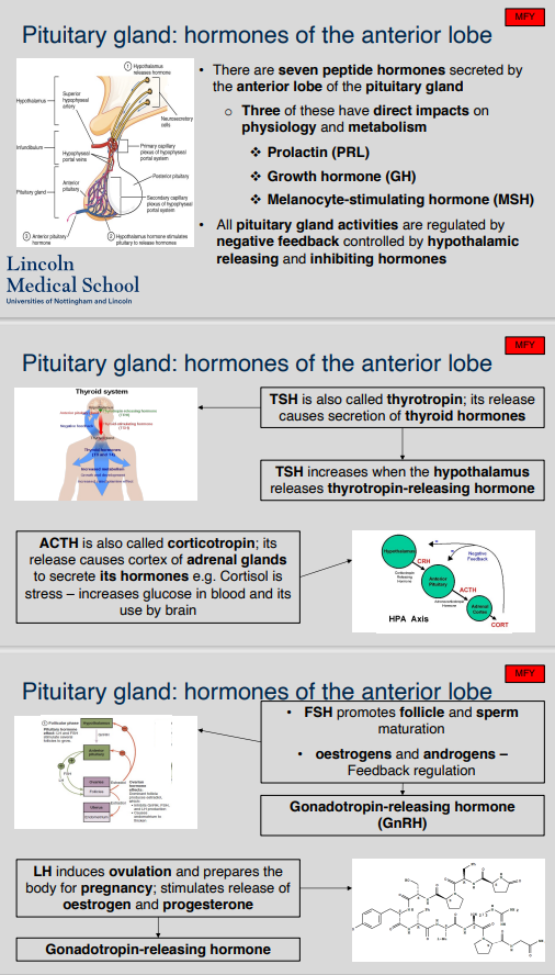 What are the hormones and their functions that are produced by the anterior lobe of the pituitary gland? 