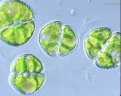 <p>Charophyte green algae; 2 mirror-image semi-cells; nucleus in the isthmus between</p>