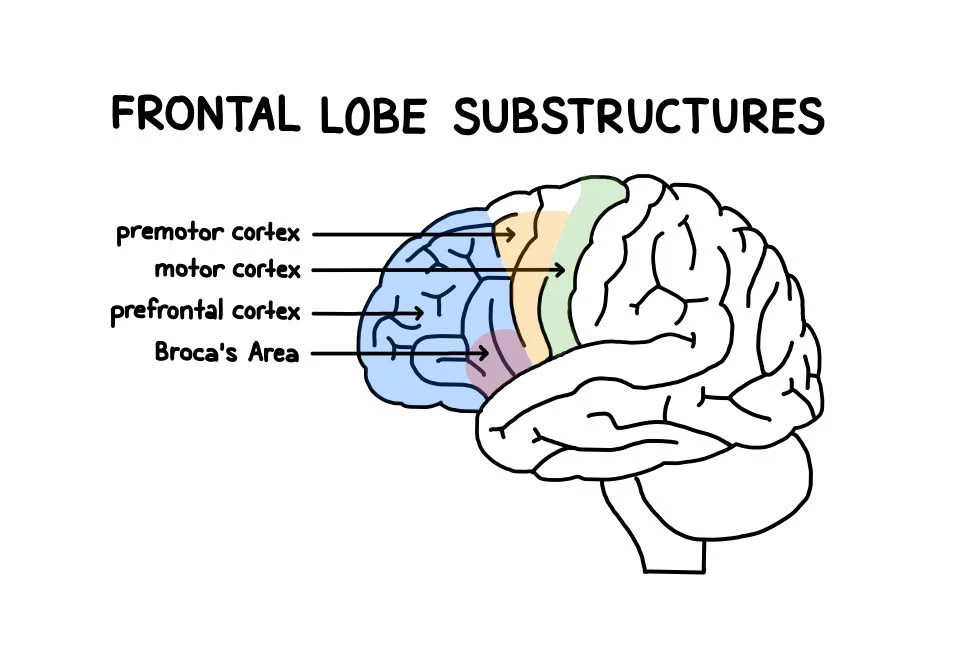 <p>primary structures of frontal lobe</p>