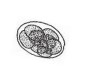 <p><em>Ancylostoma duodenale / Necator americanus</em></p>
