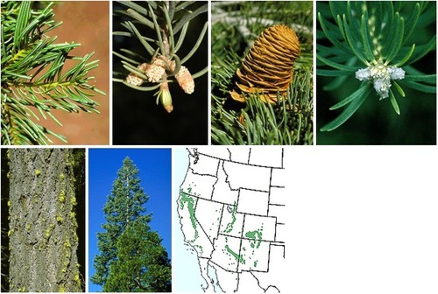 <p>concolor (white) fir</p>