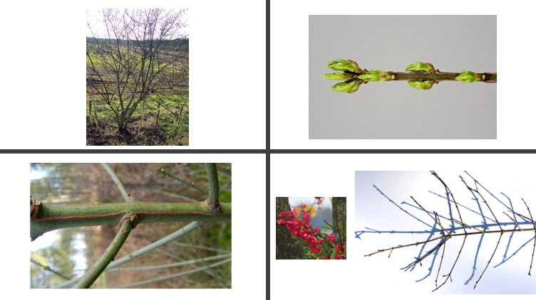 <p>Wilde kardinaalsmuts</p>