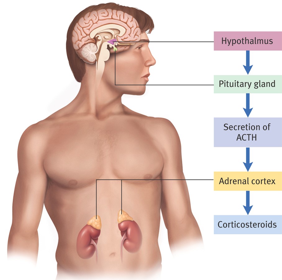 Secrete hormone (ACTH)

→ stimulates adrenal glands

→ release corticosteroids (e.g., cortisol)

→ produce fear reaction