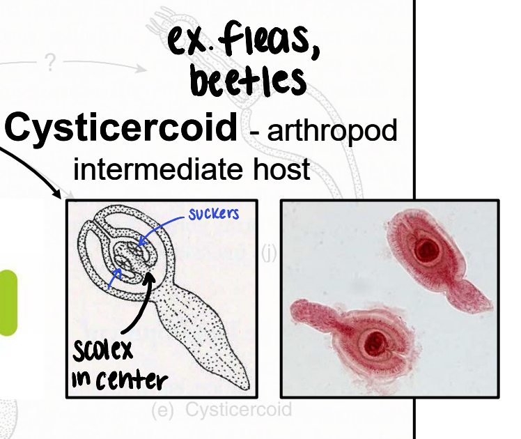 <p>metacestode that infects <strong><u>arthropod</u></strong> intermediate host (ex. <strong>fleas</strong>, beetles)</p>