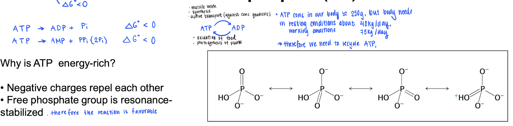 <p>Contsructed by a <strong>Ribose </strong>sugar <strong>Adenine </strong>and <strong>Triphosphate.</strong> <br></p><ul><li><p>The large amount of energy is stored in the phosphates, they are (-) charged to prevent them from dissosiating from the molecule. However, dissasiation is very favorable (<span>ΔG &lt; 0) : free phosphate is resonance stabilized. </span></p></li></ul><p></p><ul><li><p>Something to think about is the fact that we only have around 250g of ATP, but the body needs 40-75 kg / day. Therefore, we need to<u> recycle ! </u></p></li></ul><p></p>