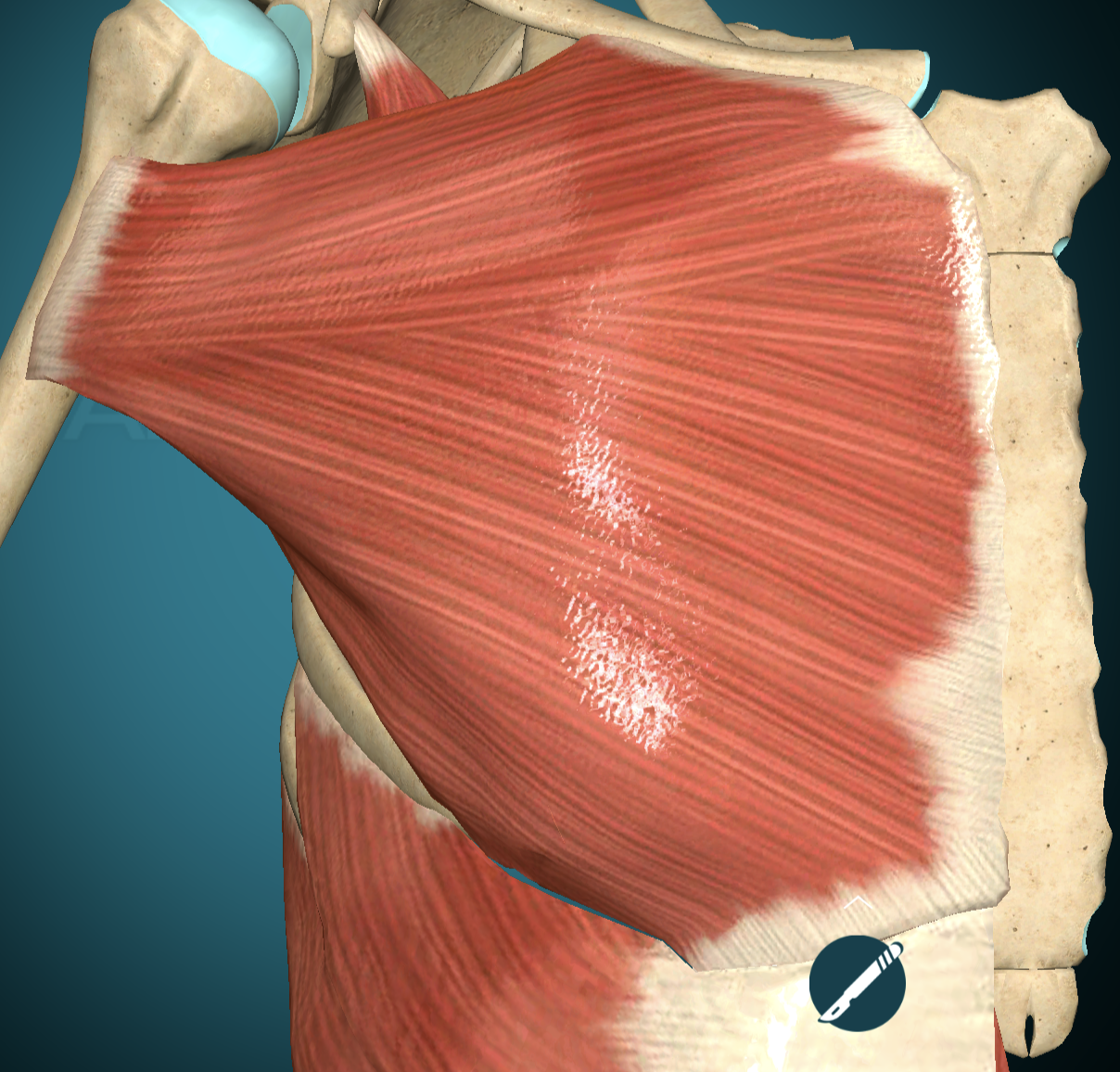 <p>Pectoralis Major Innervation</p>