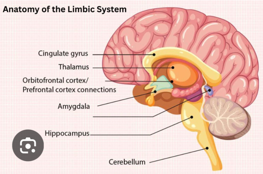 <p>Responsible for emotion, motivation, and memory. (Made up of multiple structures). Located deep within the brain, under the cerebral cortex.</p>