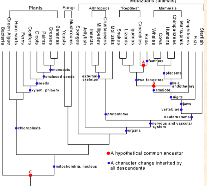 <p>onophyletic group (pick those that<br>apply)<br>A. Plants<br>B. Fungi<br>C. Reptiles<br>D. Mammals<br>E. Arthropods</p>