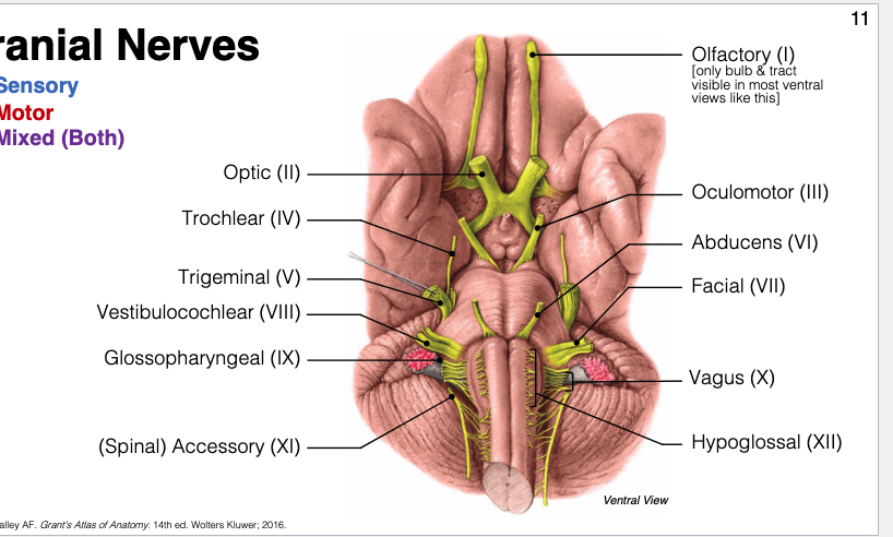 <p>Sensory = I, II, VIII (O.V.O → <strong>O</strong>lfactory. <strong>V</strong>estibulochlear. <strong>O</strong>ptic)</p><p>Motor = III, IV, VI, XI, XII</p><p>Mixed = V, VII, IX, X (F.G.T.V → <strong>F</strong>acial. <strong>G</strong>lossopharyngeal. <strong>T</strong>rigeminal. <strong>V</strong>agus)</p>