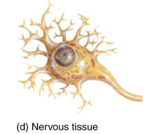 <p>Nervous Tissue</p>