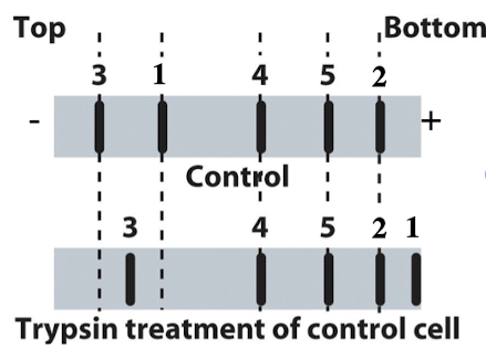 <p>iClicker</p><p>You run proteins isolated from untreated control cells to trypsin treated cells on SDS-PAGE and transfer them to a membrane. You can detect 5 different proteins for which you have specific antibodies. What type of membrane protein is protein #5?</p><p></p><p>A. Transmembrane protein with equal domains both inside and outside the cell</p><p>B. Transmembrane protein with a large domain on the outside of the cell</p><p>C. Peripheral cytoplasmic protein</p><p>D. Peripheral extracellular protein</p><p>E. Transmembrane protein with large domain inside the cell</p>