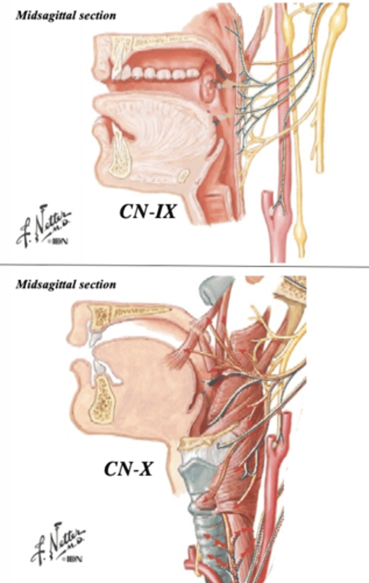<p>stylopharyngeus</p>
