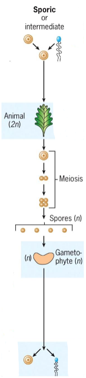 <ul><li><p>Occurs in plants and algae</p></li><li><p>Meiosis occurs during sporogenesis in diploid sporophyte</p></li><li><p>Spores grow into haploid gametophytes, which produce gametes via mitosis</p></li></ul><p></p>