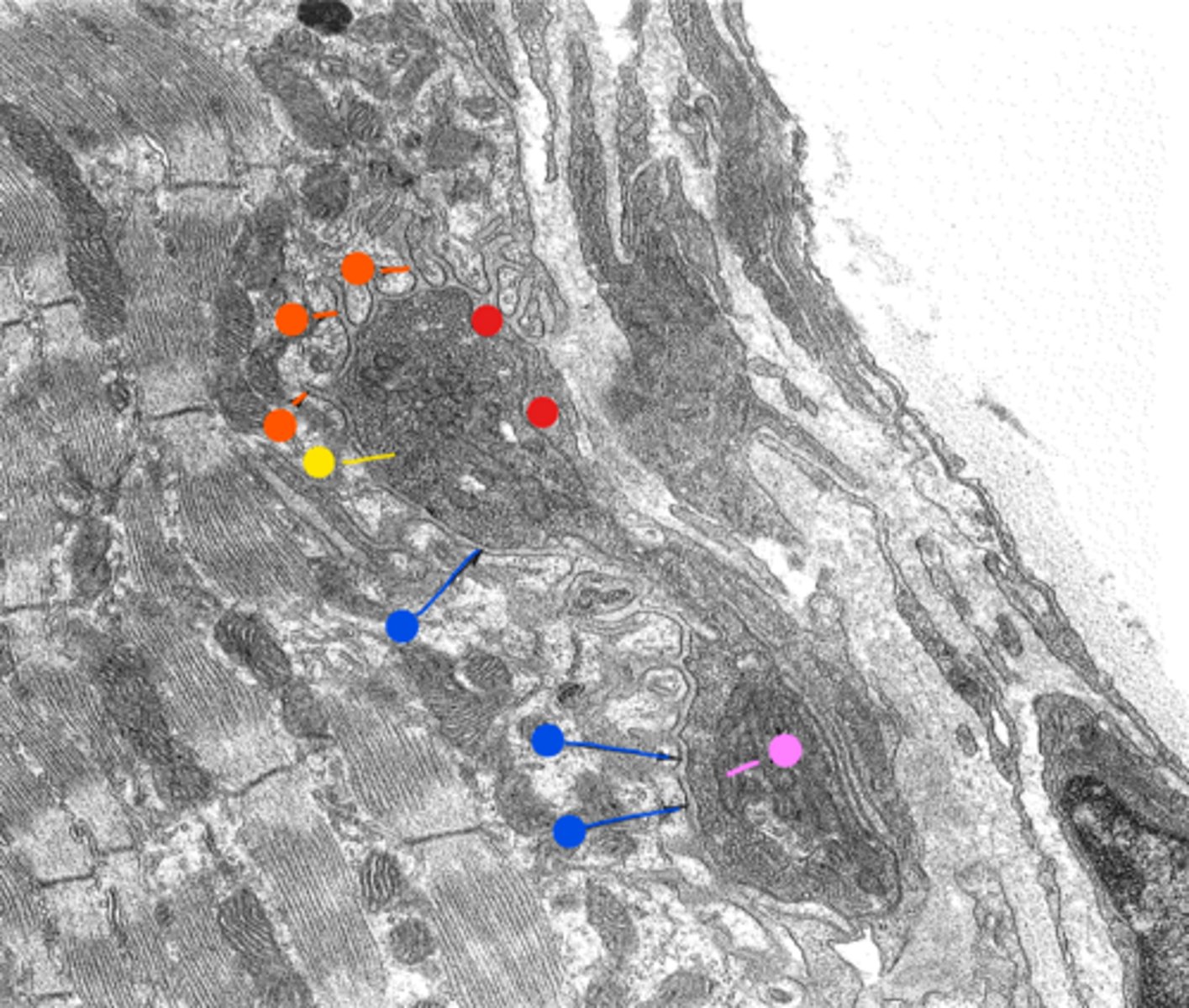 <p>red: structures</p>