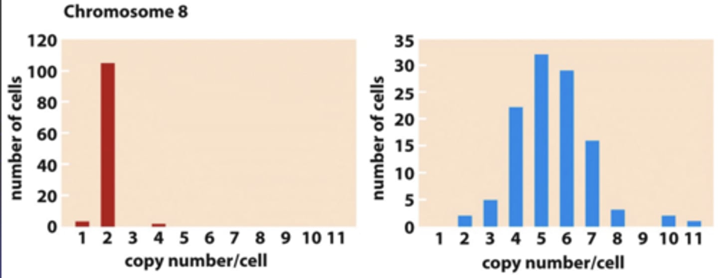 <p>both sister chromatids of a chromosome pulled to one cell; other cell does not receive a copy</p>