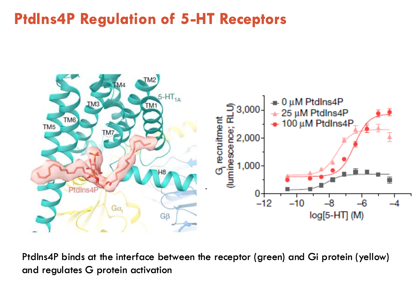 <p>Phosphotitydl-inositol-4-phosphate (PtdIns4P) binds at the interface between the receptor and Gi protein → regulates G protein activation</p>
