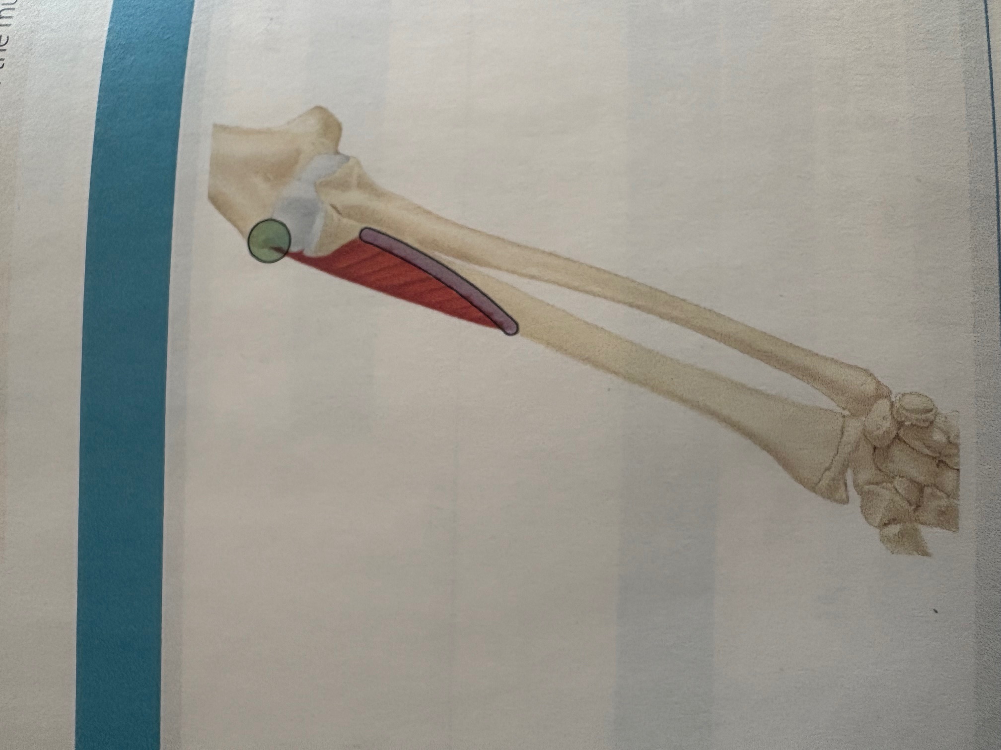 <p>Supinator</p>