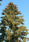 <ul><li><p>dominant, most diverse</p></li><li><p>monoecious</p></li><li><p>needle like leaves with thick cuticle</p></li><li><p>softwood</p></li></ul><p></p>