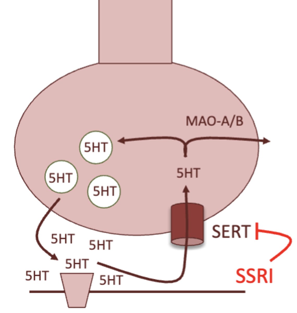 <p>inhibition of the serotonin transporter, therefore increasing serotonin signaling </p><p>SSRI stands for selective serotonin reuptake inhibitor </p>