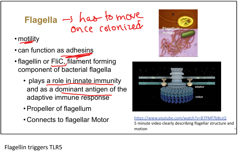 knowt flashcard image
