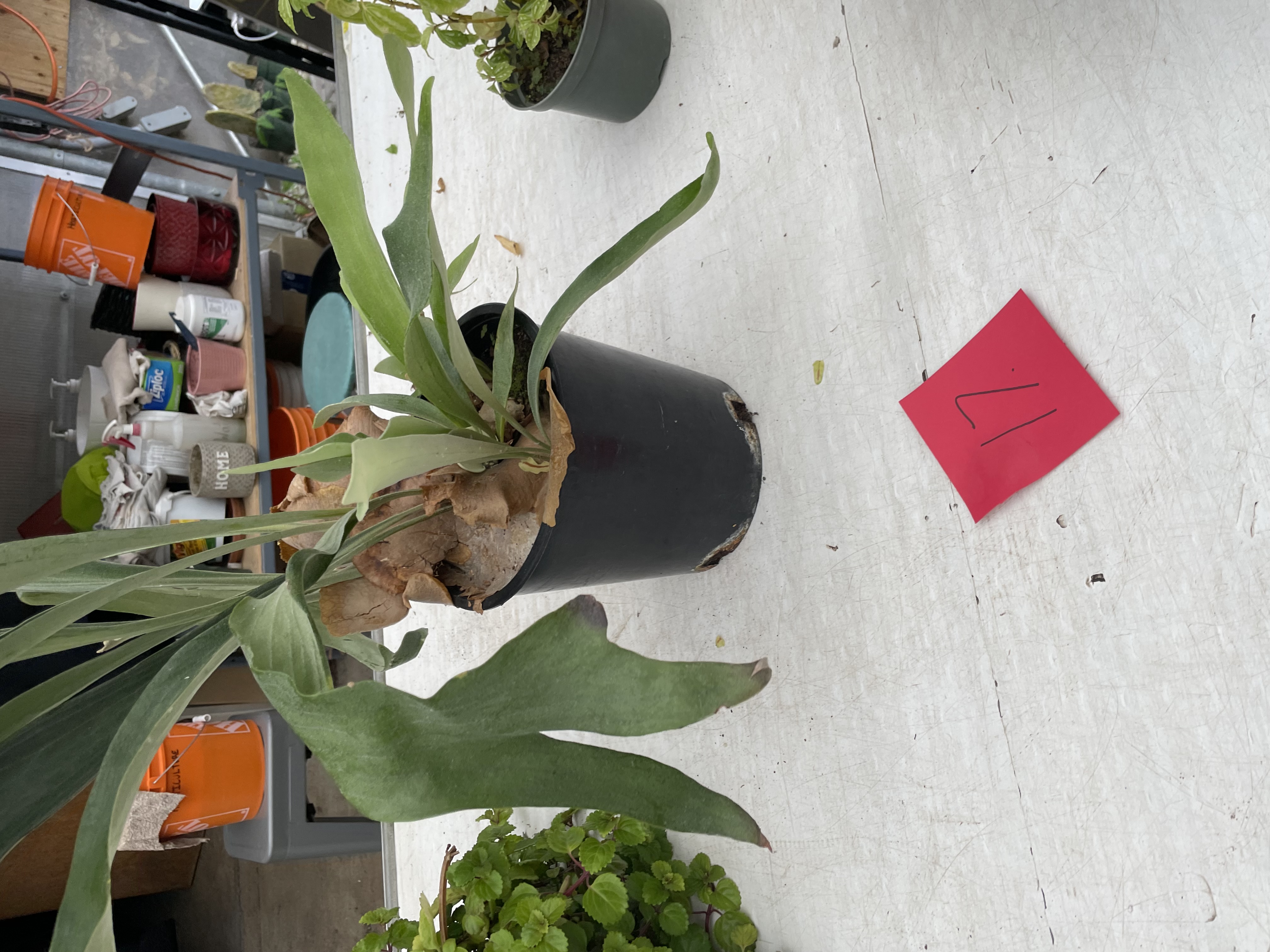 <p>Staghorn Fern</p>