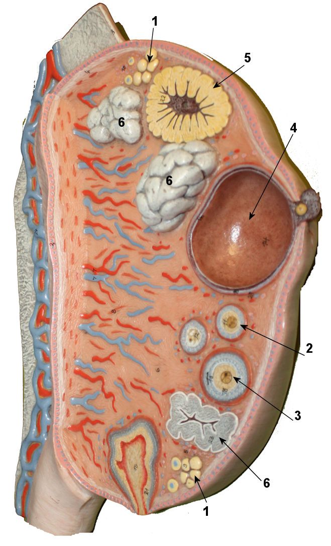 <p>what is this a model of?</p>