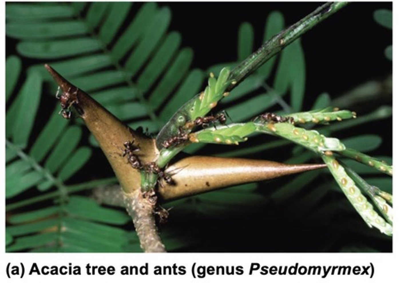<p>An interspecific interaction that benefits both species.</p>