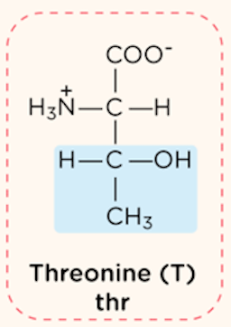 <p>polar, uncharged R group</p>