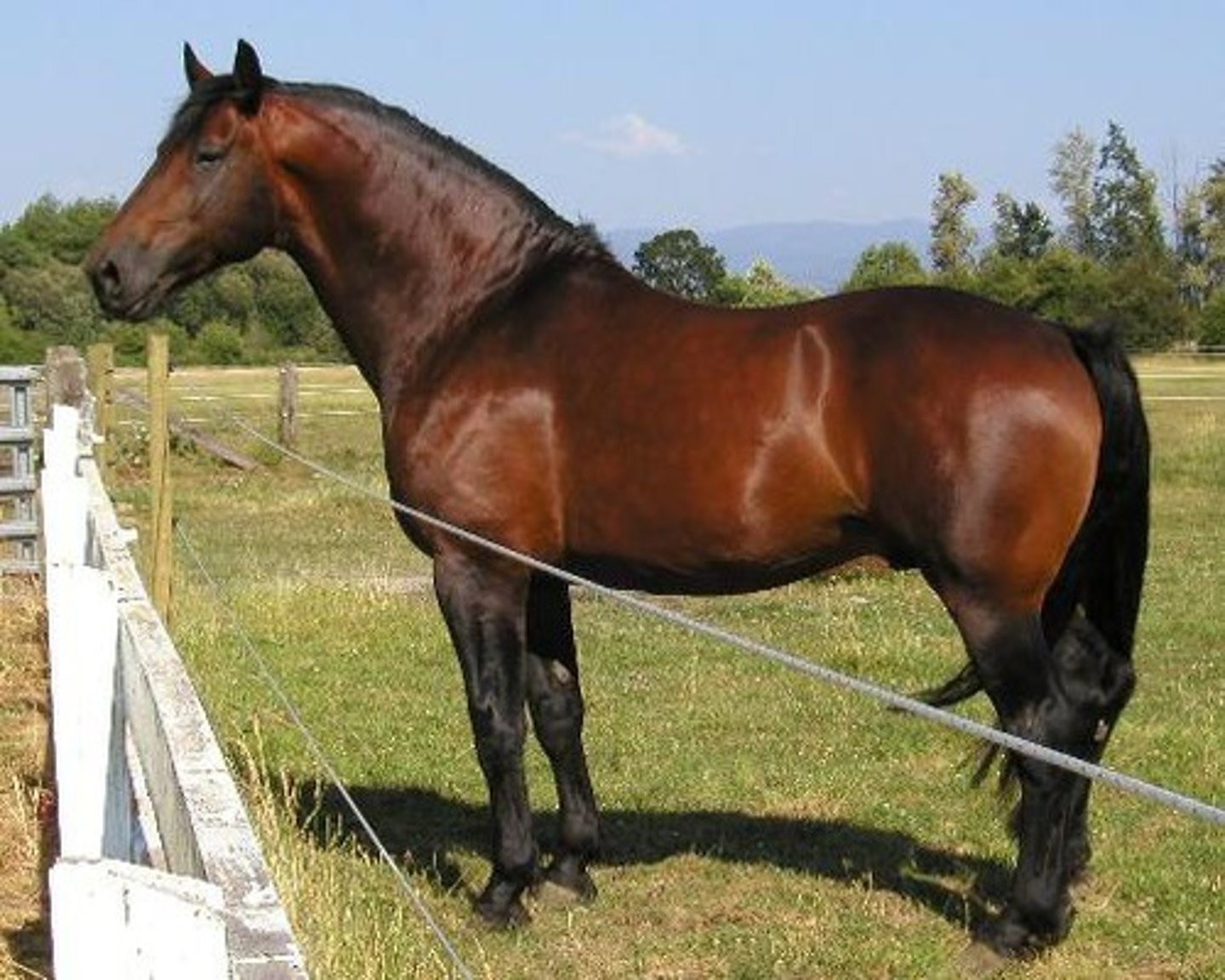 <p>this light breed horse is named after its coloring and Cleveland district of Yorkshire</p>