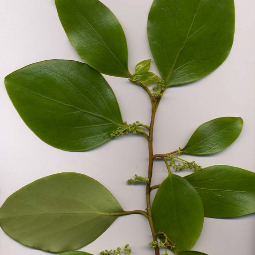 <p>Whose leaf is this?</p>