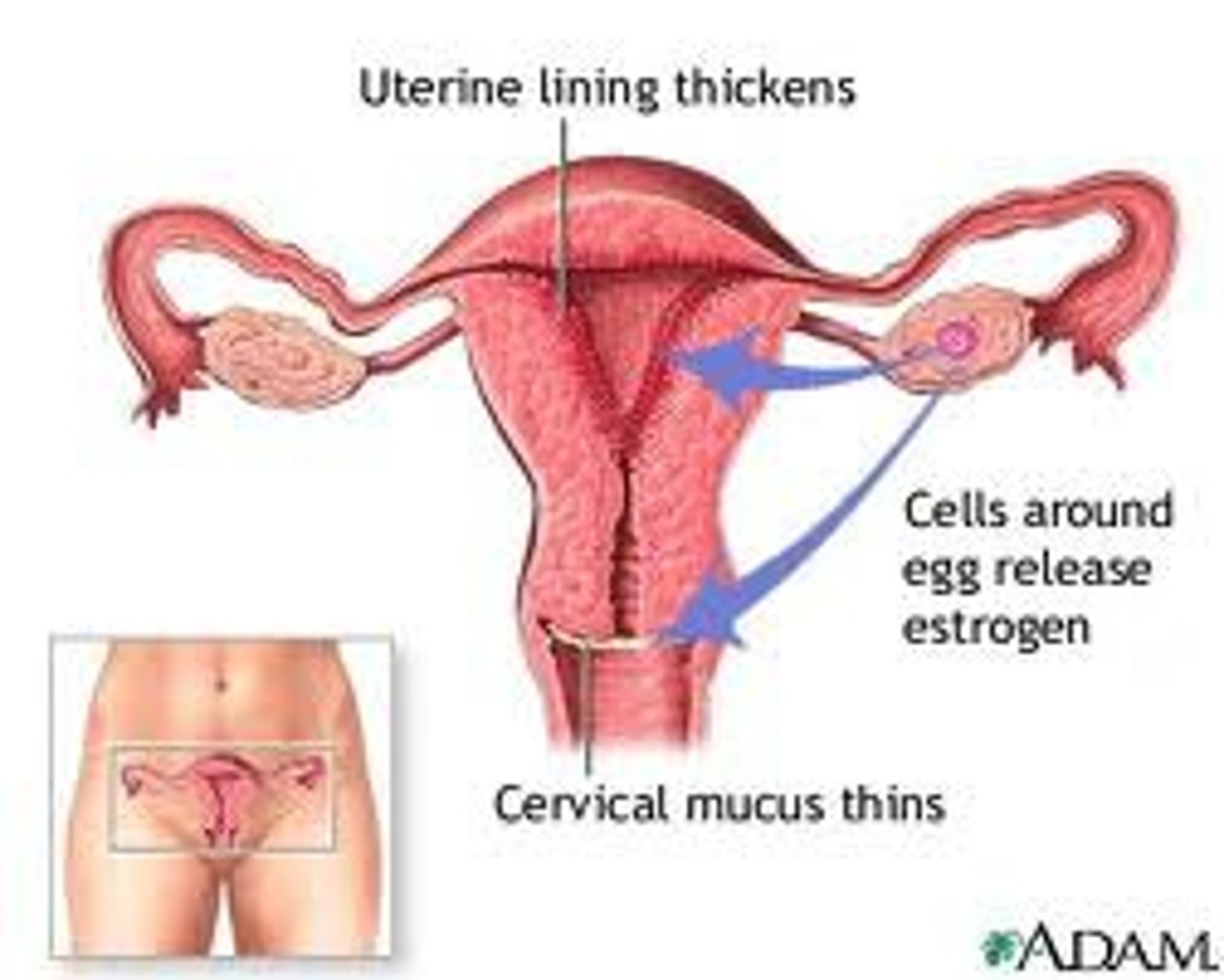 <p>hormone released by the ovaries. </p><p><strong>- responsible for primary and secondary sex characteristics in females. </strong></p><p>Released during the<strong> follicular phase of the menstrual cycle to build up the lining of the endometrium.</strong></p>